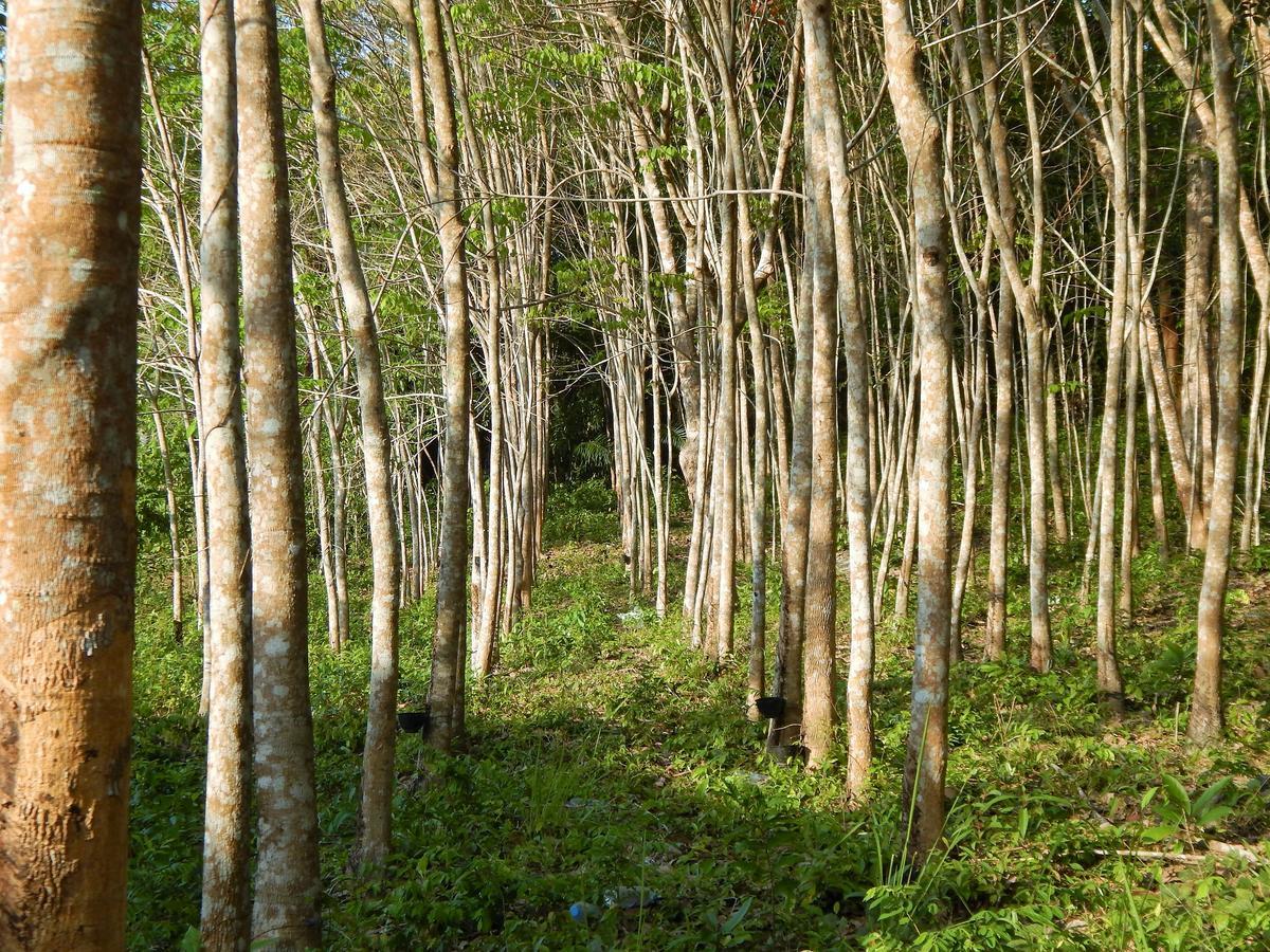 Rubber Tree Resort 란타섬 외부 사진